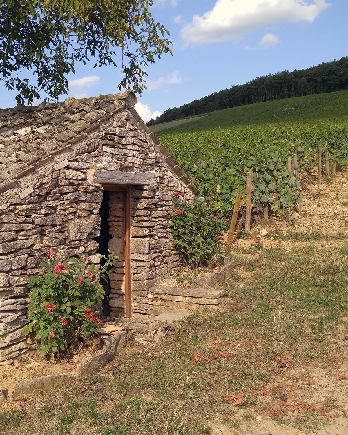 Cottage on Bonneau du Martray Vineyard